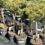 Borovica horská (Pinus mugo) ´WINTERGOLD´ – výška: 50-70 cm, kont. C5L - NA KMIENKU